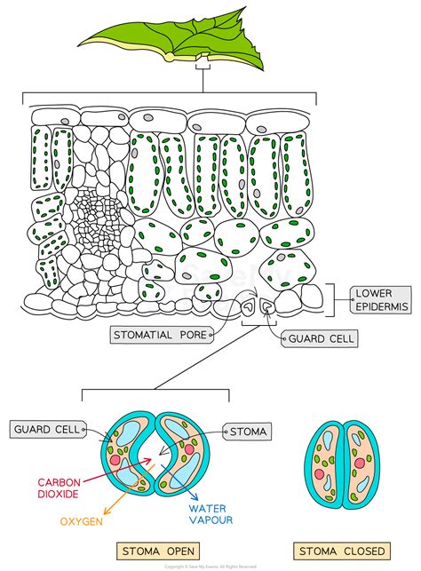 Simple Leaf Cell Diagram
