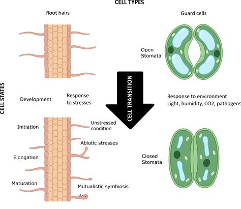 Frontiers | The evolving definition of plant cell type