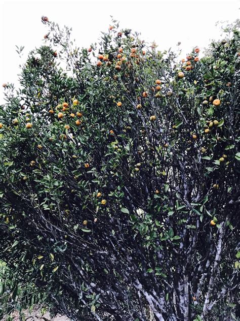 MISTY VALLEY HILL RESORT (Nelliyampathy, Kerala) - Farmhouse Reviews ...