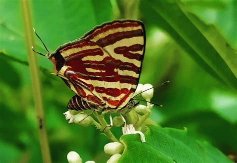 Cigaritis lohita lazularia | Butterfly