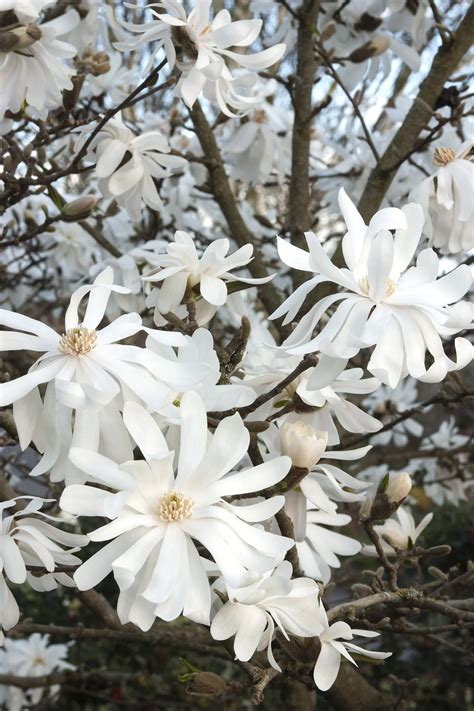 Royal Star Magnolia, Magnolia stellata 'Royal Star', Monrovia Plant