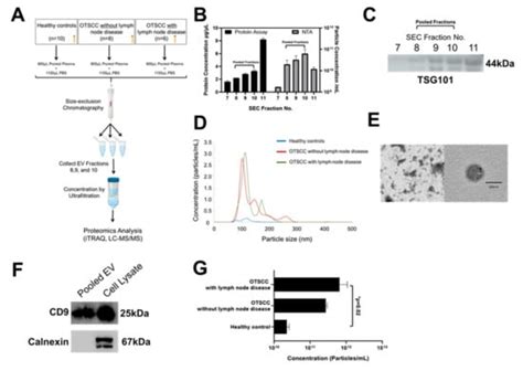 Proteomic Analysis of Circulating Extracellular Vesicles Identifies ...