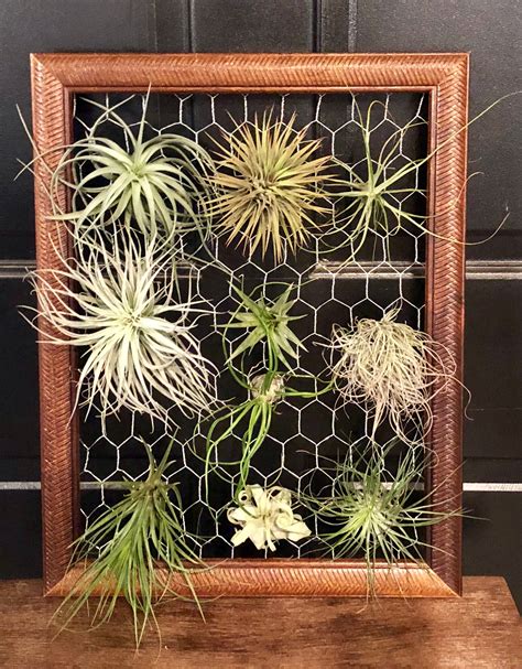 How to Display Air Plants On MDF 的图像结果