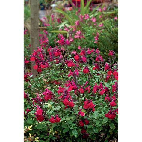 Monrovia Red Heatwave Blaze Sage Plant in 1-Quart Pot NURSERY at Lowes.com