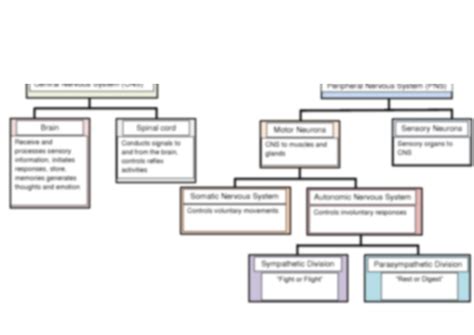 SOLUTION: Nervous system concept map - Studypool