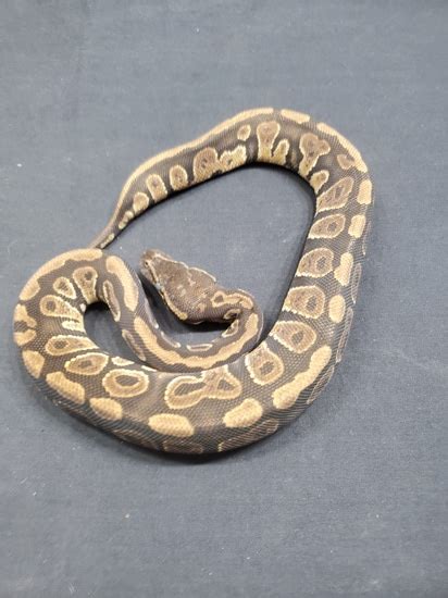 Image result for Marvel Ball Python