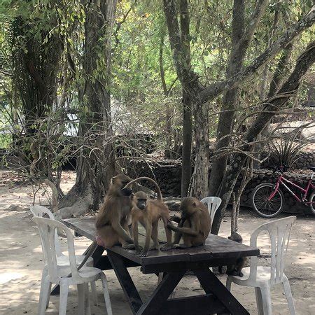 Aji Tours Gambia - Kotu | Tripadvisor