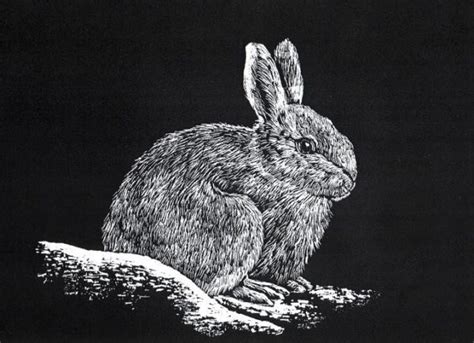 Image result for Scratchboard Examples