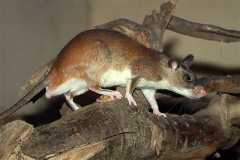 African Giant Pouched Rats - National Pouched Rat Society