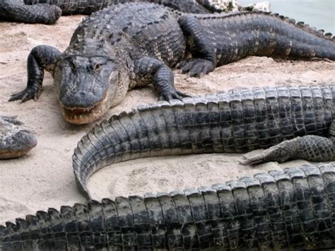 Four Alligators Killed In Disney World While Searching For 2-Year-Old ...