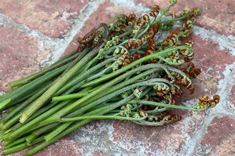 Wild Foraging: How To Identify, Harvest and Prepare Bracken Fern ...