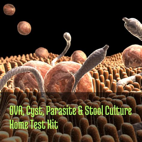Ova And Parasites Lab Test Online at Jack Drake blog