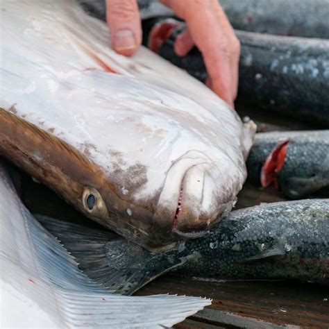 Exquisite World of White Sturgeon Caviar: Origins, Taste & Culinary Uses