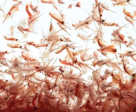 Brine Shrimp | Artimea Capsules – Veda Aquarium