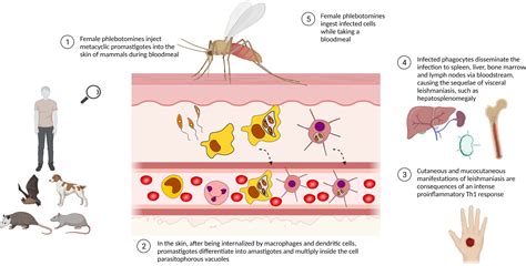 Cutaneous Leishmaniasis Life Cycle