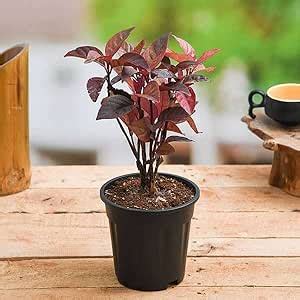 Mphmi NCR Perennial Plants Eranthemum Red - Plant : Amazon.in: Garden ...