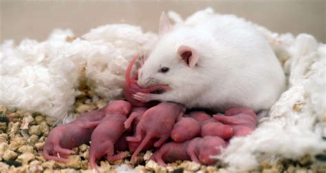 刚出生的小老鼠吃什么 - 业百科