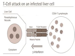 Image result for Genetic Polymorphism