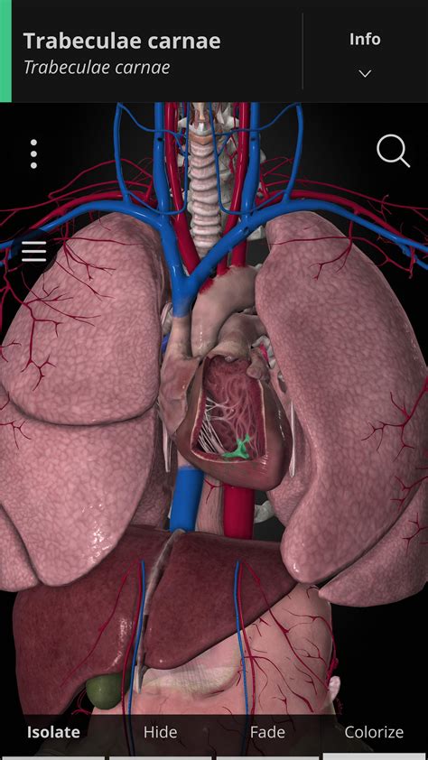 قم بتنزيل APK لـ Anatomyka - 3D Anatomy Atlas للأندرويد - أحدث الإصدار