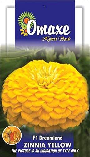 Cineraria Mar. Silver Dust Flower Seeds Pack of 2 Kitchen Garden Packet ...