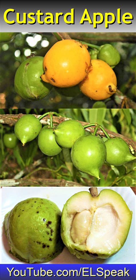 Pin on Fruits