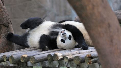 Download wallpaper 2560x1440 panda, animal, logs, funny widescreen 16:9 ...