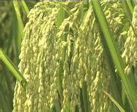 湖南杂交水稻中心和川农等单位合作解决了雌性不育水稻的繁殖难题_研究