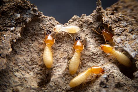 What are Termites?
