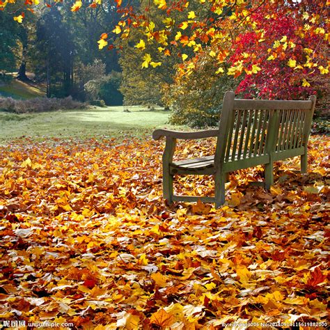 秋天公园茂密树林自然摄影高清图片_大图网图片素材