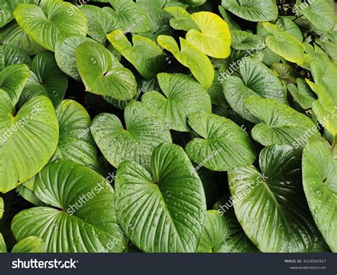 Humid Subtropical Plants
