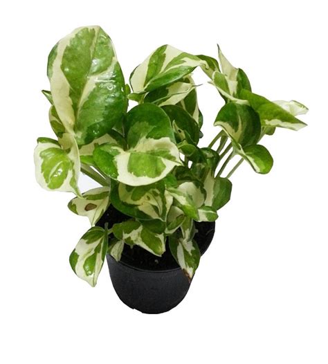 MONEY PLANT Marble Prince | TheGreenyard.in
