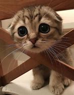 Image result for 20 Cutest Animals