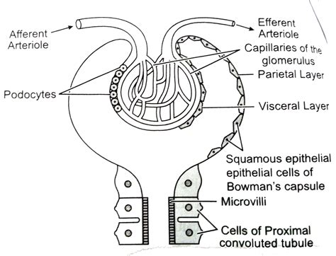 Sketch and label Malpighian body.