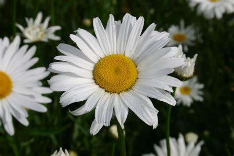 Shasta Daisy Flower
