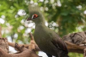 Parrots Guinea turacos Poster MultiColor PhotoPaper Print (12 inch X 18 ...