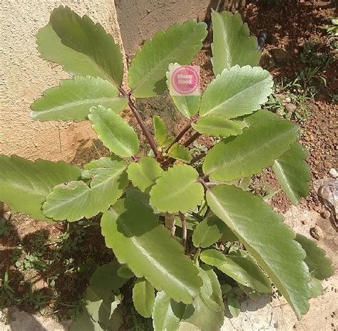 10 Incredible Facts about the Miracle Leaf (Bryophyllum Pinnatum) | Herbal plants, Herbs for ...