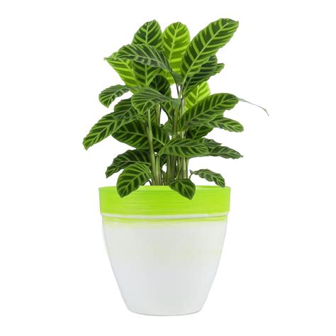 Sharpex Ideal Touch 30 Series Large Dual Colour Textured Flower Pot ...