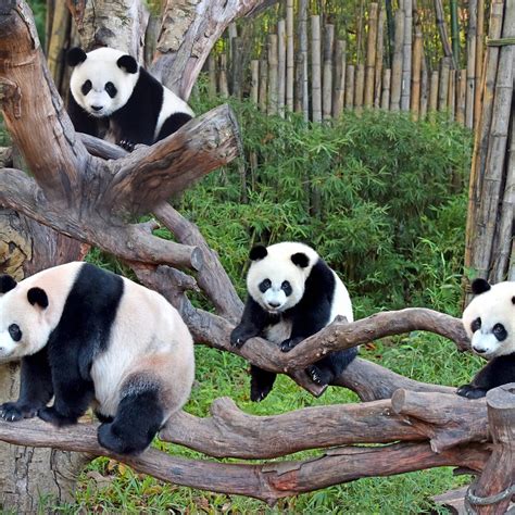 CHIMELONG SAFARI PARK (2026) All You Need to Know BEFORE You Go (with ...