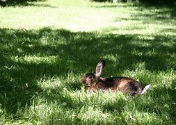 Image result for Bunny Rabbit Art Painting