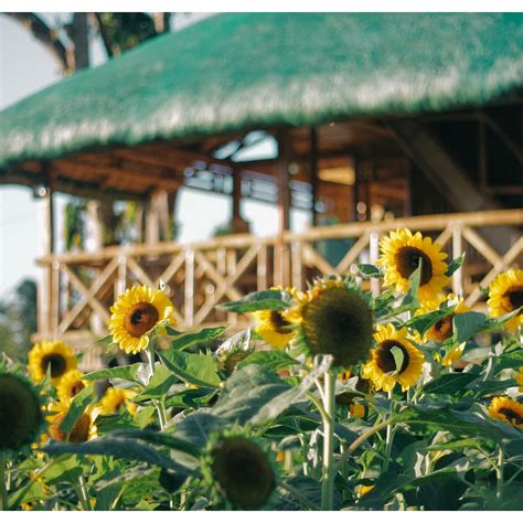 JONI AND SUSAN AGROSHOP AND INTEGRATED FARMS (2026) All You Need to ...