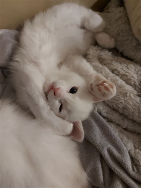 Boo Its Dora 😜 | TheCatSite