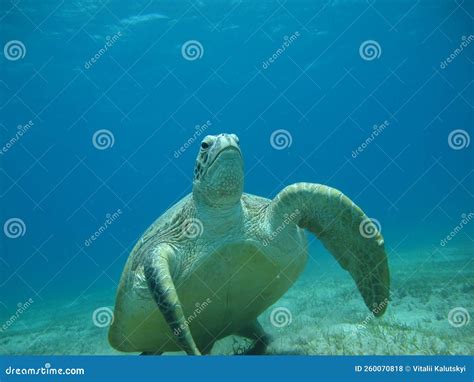 Big Green turtle . stock photo. Image of wave, reef - 260070818
