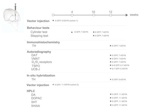 α-Synuclein Overexpression Increases Dopamine D2/3 Receptor Binding and ...