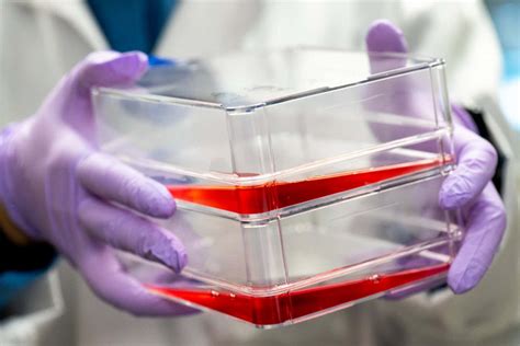 Fast-growing engineered cow cells could slash cost of cultured meat ...