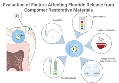 Evaluation of Factors Affecting Fluoride Release from Compomer ...