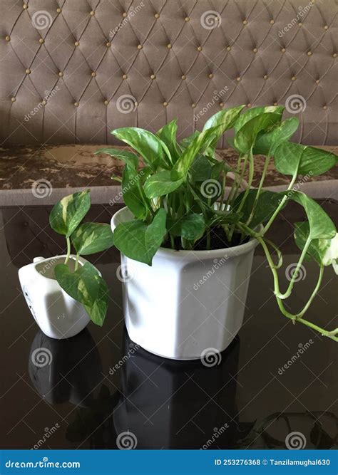Pothos Plant after Propagation Stock Photo - Image of pothos ...