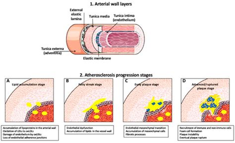 Macrophage-, Dendritic-, Smooth Muscle-, Endothelium-, and Stem Cells ...