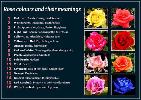 Daveswordsofwisdom.com: Beautiful Rose Colors and Their Meanings.