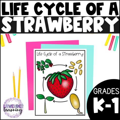 Everbearing Strawberry Life Cycle at Linda Mazon blog