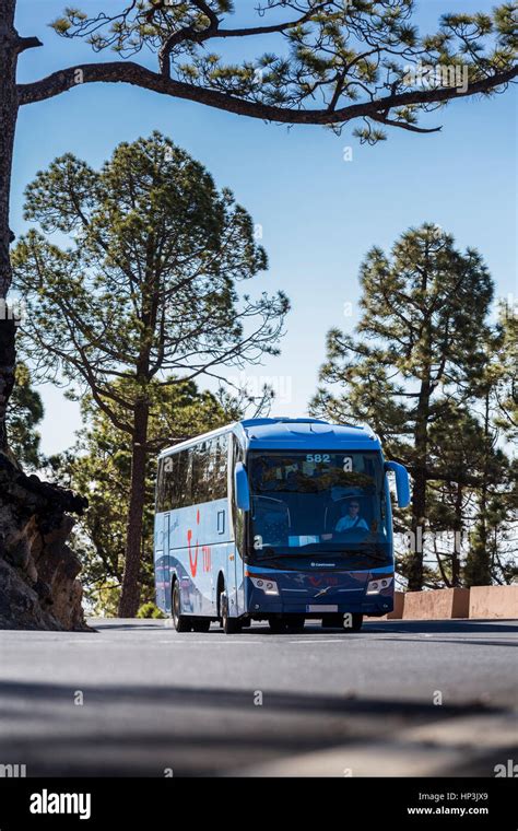 Image result for Tui Local Bus